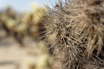 dry cactus