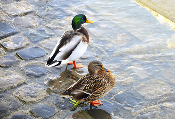 Ducks in Paris