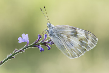 Mariposa sobre Rama acercamiento
