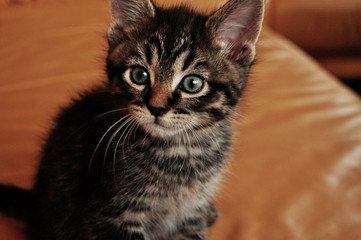 Süße Katze