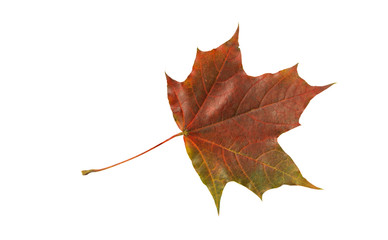 Maple   red-green leaf on a white background.