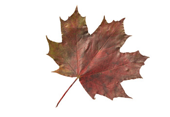Maple   red-green leaf on a white background.