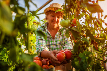 Senior woman farmer gathering crop of tomatoes at greenhouse on farm. Farming, gardening concept