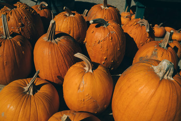 Pumpkin stack. Big orange pumpkins from an autumn harvest. Pile of autumn pumpkins for sale at pumpkin patch. Display of autumn harvest in the outdoor market. Bright autumn background.