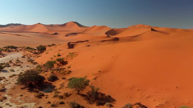 4K aerial view. scenic flight over scattered desert trees onto red dune in sossusvlei national park, namibia