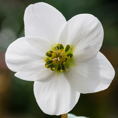 White Helleborus Niger