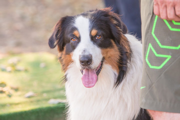 Portrait of australian shepherd dog living in belgium