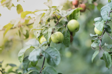 Green apples on a branch ready to be harvested, outdoors, selective focus