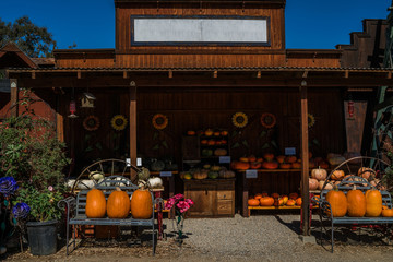 Pumpkins in a variety of shapes, sizes and color are available at a roadside farm. Autumn pumpkins for sale at pumpkin patch. Display of autumn harvest in the outdoor market. Organic autumn harvest.