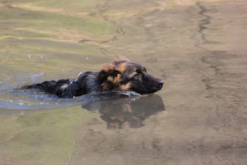 Fototapeta premium Portrait of german shepherd dog living in belgium