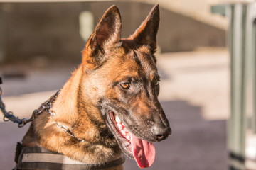 Portrait of german shepherd dog living in belgium