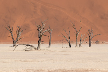 Dy tree silhouette in fron of red sand dune, Namibia