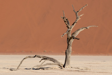 Red sand dune with lone dead branches, Deadvlei, Namibia