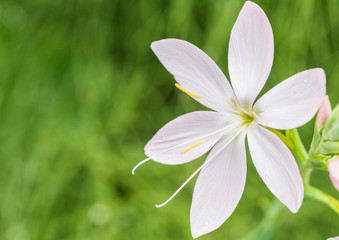 Obraz na płótnie Canvas White River Lily