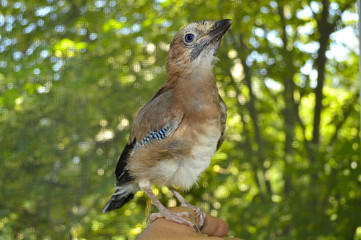 Beautiful bird jay closeup