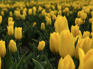 Fototapeta premium Spring background with yellow tulips. Natural background.Tulips in spring under sun ray. Beautiful, colourful tulip on sun light.Flower beds, a lush green lawn in a beautiful garden. Selective focus.