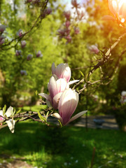Spring floral background with blooming pink magnolia flowers on a green garden background. Close-up view of pink blooming magnolia. Spring delicate magnolia blossom on tree branches on sun light.