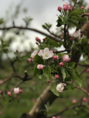 Branches of a blossoming fruit tree with large beautiful buds against a bright blue sky Cherry or apple blossom in spring season. Beautiful flowering fruit trees. Natural background. Toned image.