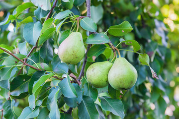 Green organic pears on the tree 