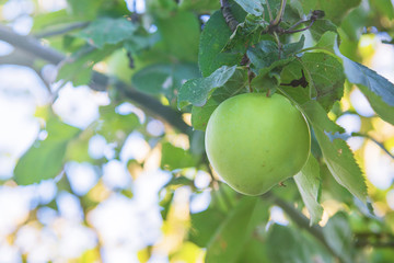 Green organic apple on the tree 