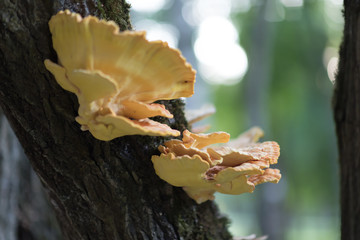 Close-up view of tree fungus sulphur polypore, sulphur shelf or chicken mushroom (Laetiporus...