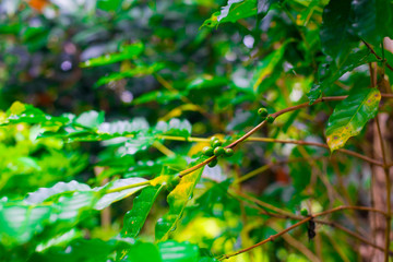 Coffee beans on the tree in Bali, Indonesia. Kopi Luwak is the most expensive coffee in the world, also called as Cat Poop Coffee. 