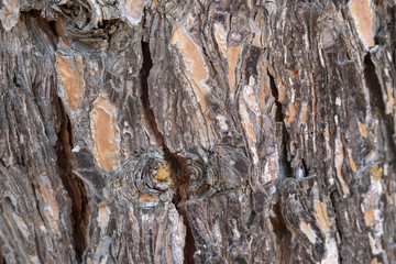 pine tree bark close up