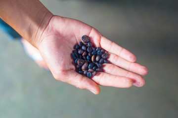 Coffee beans on the tree in Bali, Indonesia. Kopi Luwak is the most expensive coffee in the world, also called as Cat Poop Coffee. 
