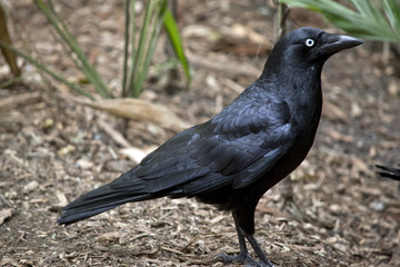 raven