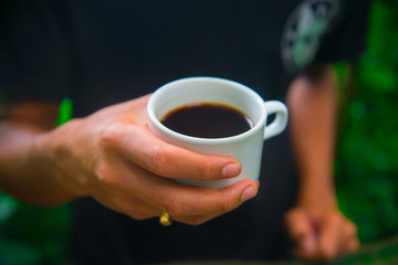 Coffee beans on the tree in Bali, Indonesia. Kopi Luwak is the most expensive coffee in the world, also called as Cat Poop Coffee. 