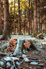 Tree Stump with Mushrooms