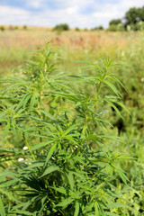 Cannabis ruderalis growing in bush