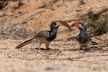 Two Monteiro's  red-billed hornbills sitting on sand ground feeding, Namibia