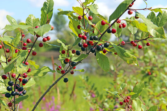 Branches of Frangula alnus with black and red berries