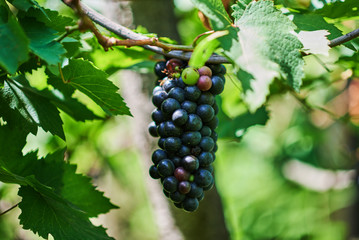 Fresh red grapes on the vine in sunlight. Organic grapes in vineyard. Bunch of ripe grape at nature garden. Fresh grape before wine or juice.