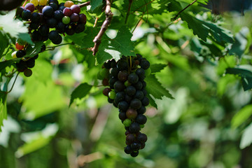 Single bunch of red grapes with green leaves on the vine. Vineyards flooded with sunlight. Ripe grapes in fall. Fresh fruits.Agriculture, gardening, harvest concept.