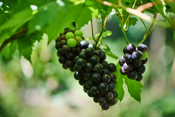  Fresh red grapes on the vine in sunlight. Organic grapes in vineyard. Bunch of ripe grape at nature garden. Fresh grape before wine or juice.