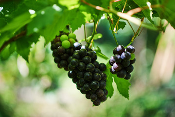 Vine with ripe grapes and leaves just before harvest. Grapes bunch on a vine in the sunshine in the organic vineyard. Sunny vineyard on the background. Agriculture, gardening, harvest concept.