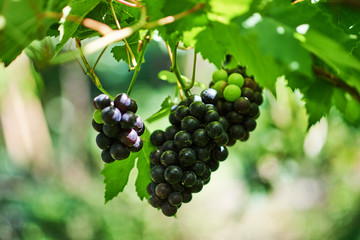 Single bunch of red grapes with green leaves on the vine. Vineyards flooded with sunlight. Ripe grapes in fall. Fresh fruits.Agriculture, gardening, harvest concept.