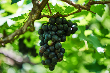 Detail view of vineyard with ripe grapes ready for harvest. Fresh red grapes on the vine in sunlight. Organic grapes in vineyard. Bunch of ripe grape at nature garden. 