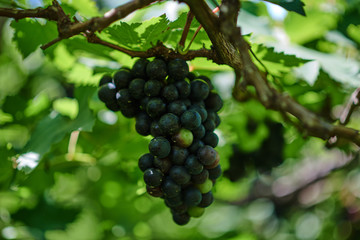 Vine with ripe grapes and leaves just before harvest. Grapes bunch on a vine in the sunshine in the organic vineyard. Sunny vineyard on the background. Agriculture, gardening, harvest concept.