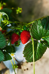 Cultivation strawberry on the hydroponic farm. Plants filled with ripening fruit at a hydroponic farm plantation. Close-up of strawberries with white flower in the garden. Agriculture industry.