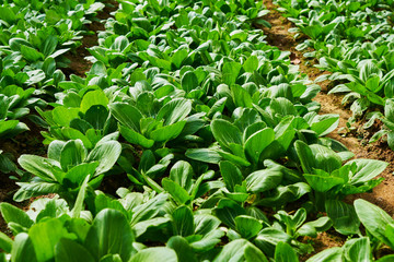 Obraz premium Chinese cabbage field in the countryside. Healthy vegetables. Plantation in the farm. Kind of vegetables. Arable farmland with fresh vegetable at spring season. Agriculture and harvest concept.