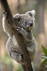 Glasschilderij Koala joey koala
