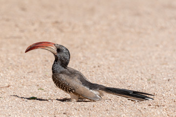 Beautiful portrait of a monteiro's red-billed hornbill in bright daylight, Namibia