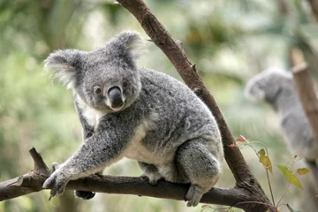 Stickers pour porte Koala joey koala