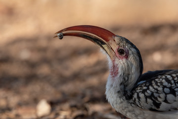 Head portrait close up of Damara red-billed Hornbill