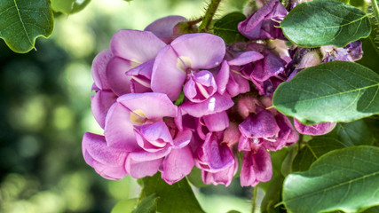 Fototapeta na wymiar Pink Acacia flowers closeup 1.