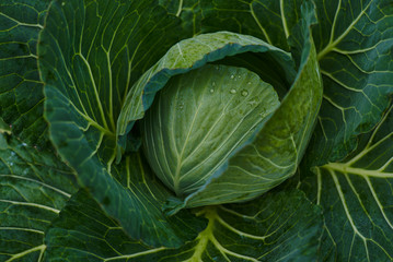 Obraz premium Fresh cabbage from farm field. View of green cabbages plants. Vegetarian food concept. Soft focus of big cabbage in the garden. Fresh green cabbage maturing heads growing in vegetable farm.