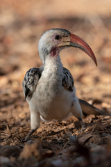 Portrait of Damara red-billed Hornbill looking to one side curious, Namibia